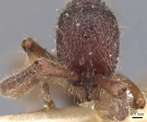 Syscia tolteca - CASENT0907056