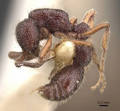 Syscia tolteca - CASENT0907056