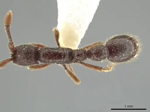 Syscia tolteca - FMNHINS0000095755