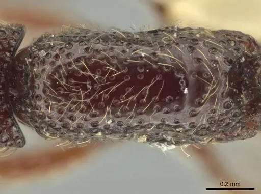 Syscia tolteca - FMNHINS0000095755