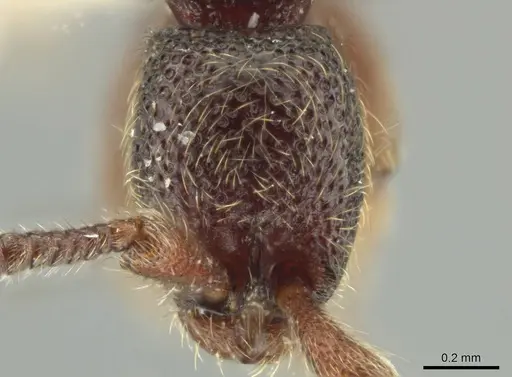 Syscia tolteca - FMNHINS0000095755