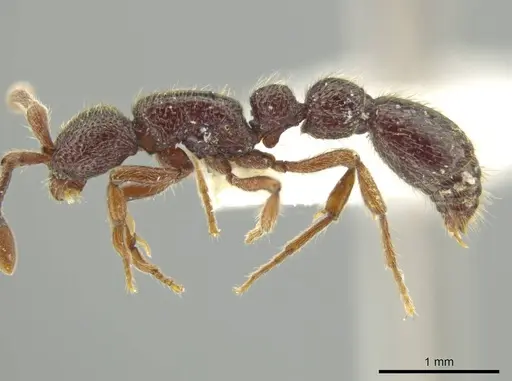 Syscia tolteca - FMNHINS0000095755