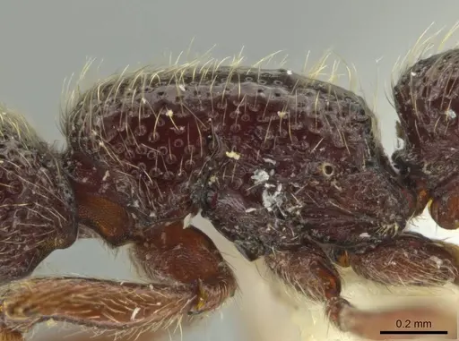 Syscia tolteca - FMNHINS0000095755