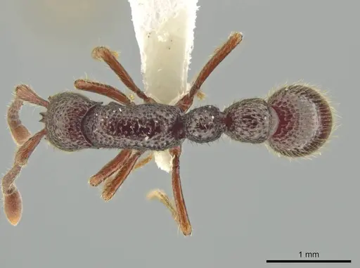 Syscia transisthmica specimen