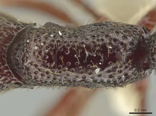 Syscia transisthmica specimen