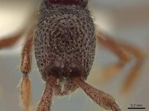 Syscia transisthmica specimen