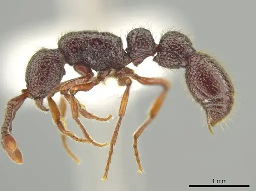 Syscia transisthmica - CASENT0644006