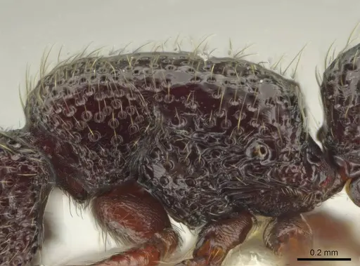 Syscia transisthmica - CASENT0644006