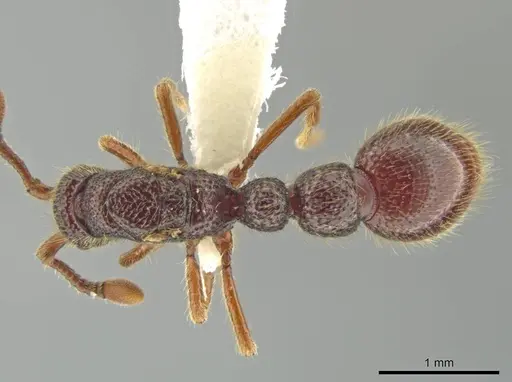 Syscia transisthmica - CASENT0644007