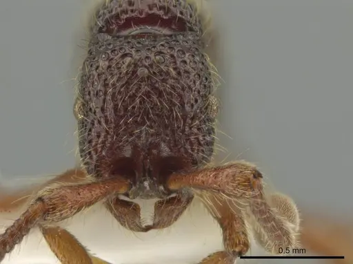 Syscia transisthmica - CASENT0644007