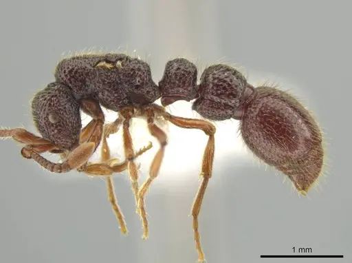 Syscia transisthmica - CASENT0644007