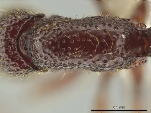 Syscia transisthmica - CASENT0644242