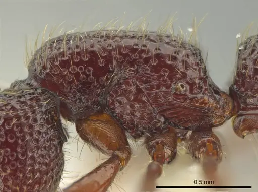 Syscia transisthmica - CASENT0644242