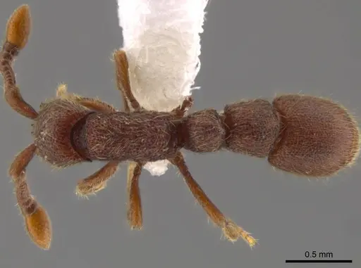 Syscia truncata specimen