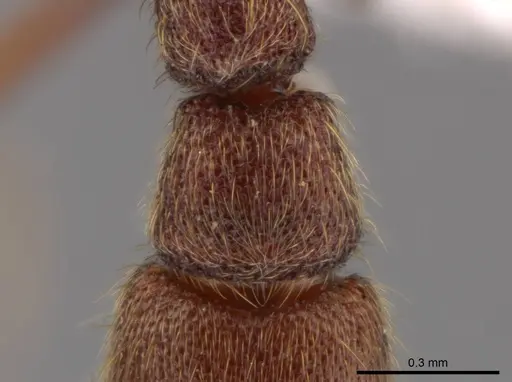 Syscia truncata specimen