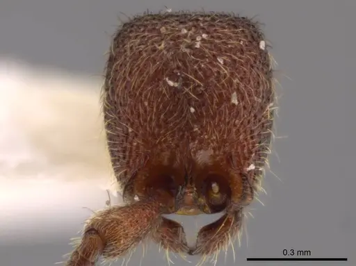 Syscia truncata specimen