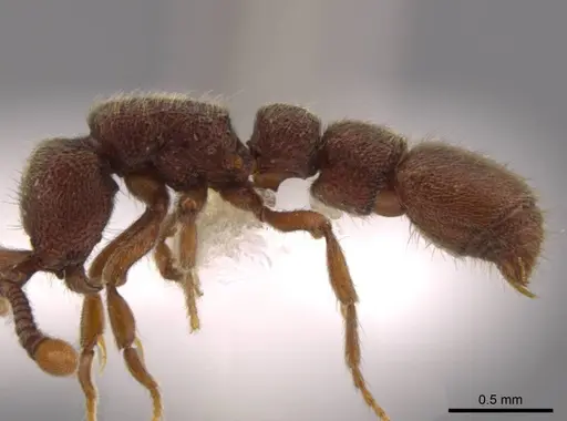 Syscia truncata - CASENT0624890