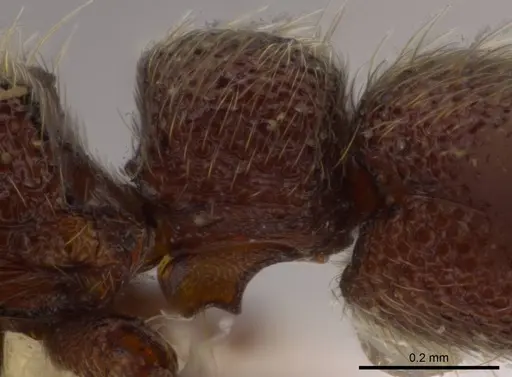 Syscia truncata - CASENT0624890