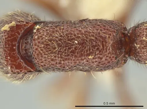 Syscia truncata - CASENT0644352