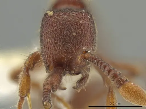 Syscia truncata - CASENT0644352