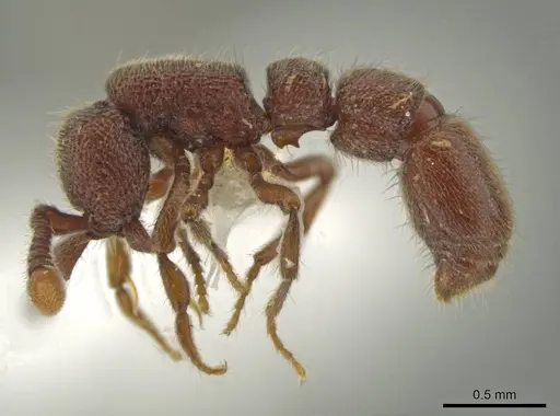 Syscia truncata - CASENT0644352