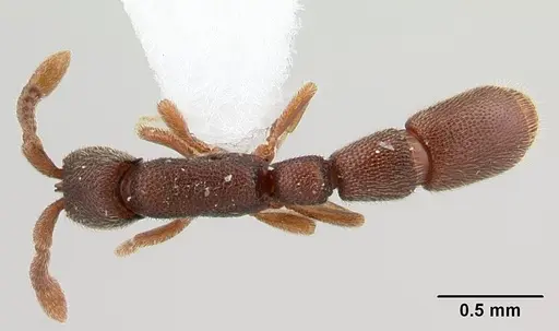 Syscia typhla specimen