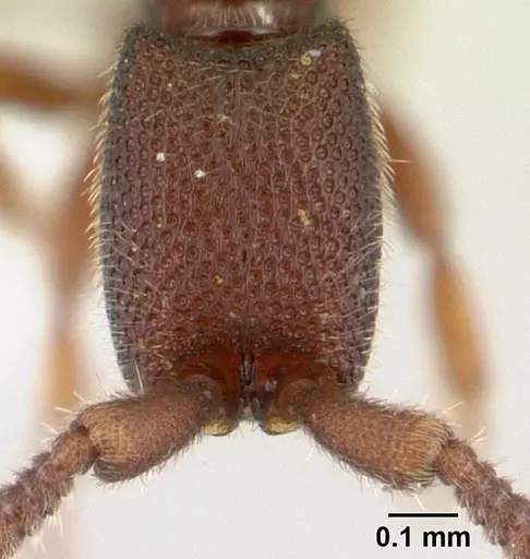 Syscia typhla specimen