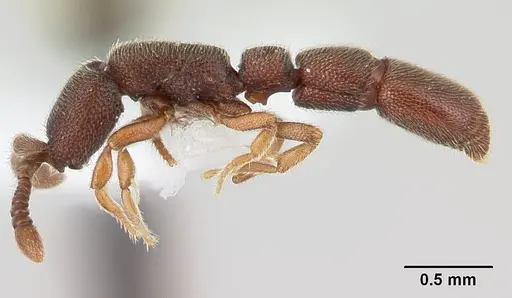 Syscia typhla specimen