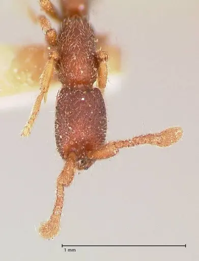 Syscia typhla - FOCOL0804