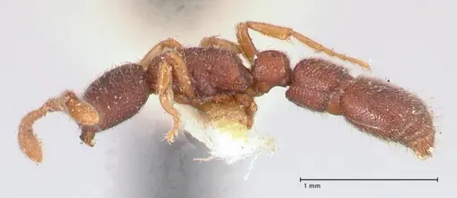 Syscia typhla - FOCOL0804