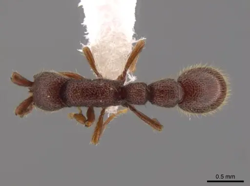 Syscia valenzuelai specimen