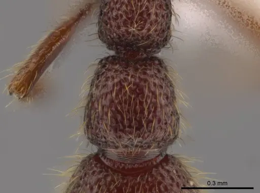 Syscia valenzuelai specimen