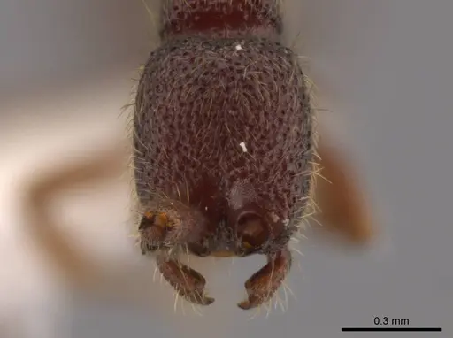 Syscia valenzuelai specimen