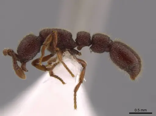 Syscia valenzuelai - CASENT0610396