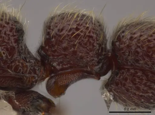 Syscia valenzuelai - CASENT0610396