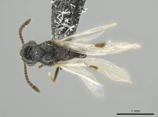 Syscia valenzuelai - CASENT0630839