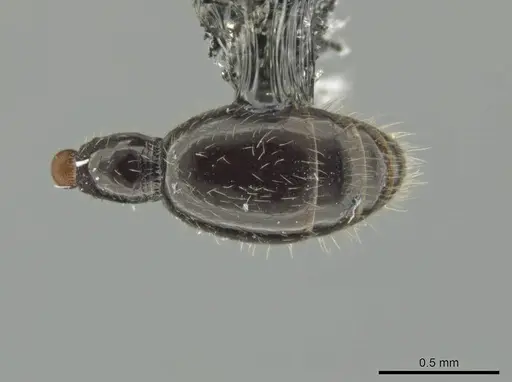 Syscia valenzuelai - CASENT0630839