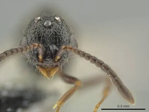 Syscia valenzuelai - CASENT0630839