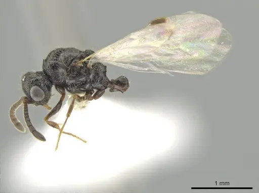 Syscia valenzuelai - CASENT0630839