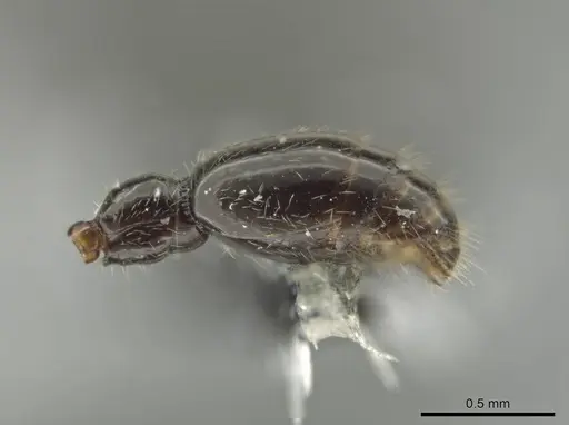 Syscia valenzuelai - CASENT0630839