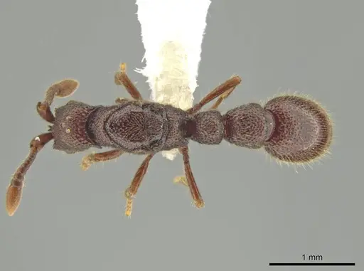 Syscia valenzuelai - CASENT0644344