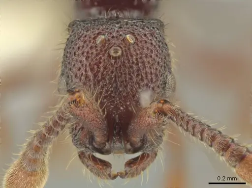 Syscia valenzuelai - CASENT0644344