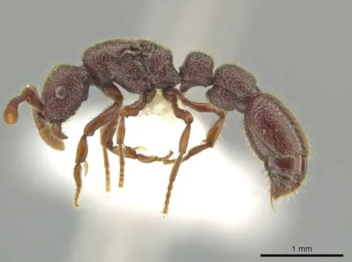 Syscia valenzuelai - CASENT0644344