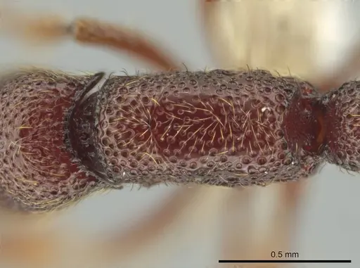 Syscia valenzuelai - CASENT0644345