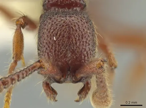 Syscia valenzuelai - CASENT0644345