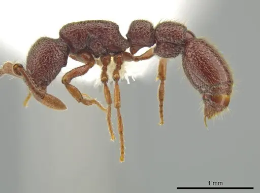 Syscia valenzuelai - CASENT0644345