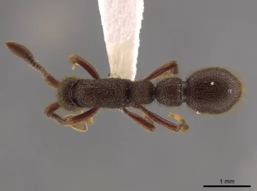 Syscia volucris specimen