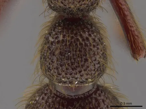 Syscia volucris specimen