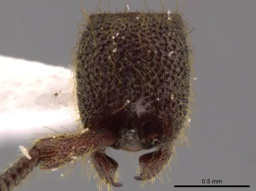 Syscia volucris specimen