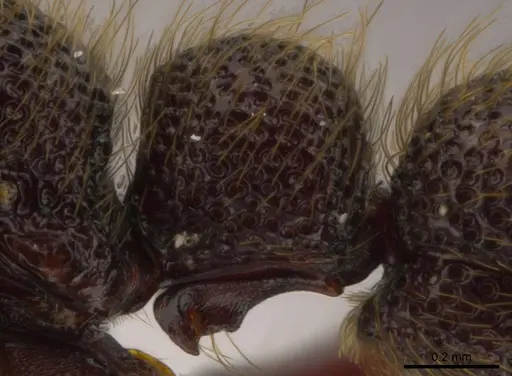 Syscia volucris - CASENT0628622